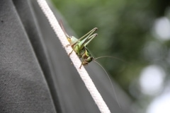 38007933_1793533557391696_7029530401647362048_o_1793533547391697